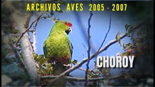 CHOROY - Archivos Aves 2005 - 2007