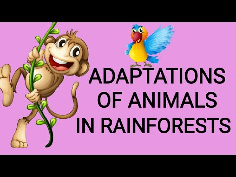 Adaptations of animals in Tropical rainforests..