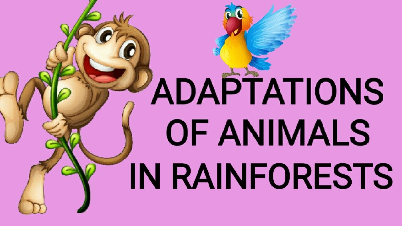Science class 7 Adaptations of animals in Tropical rainforests.. - YouTube