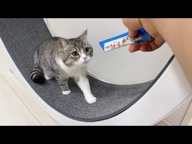 食べてばかりの猫に走ってほしくて回し車に乗せたらこうなりましたww Youtube