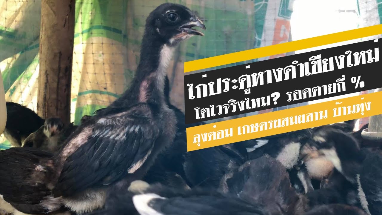 วิธีเลี้ยงไก่ประดู่หางดำเขียงใหม่ EP.2 ระยะแรกเกิด-1เดือน โตไวจริงไหม รอดตายกี่%