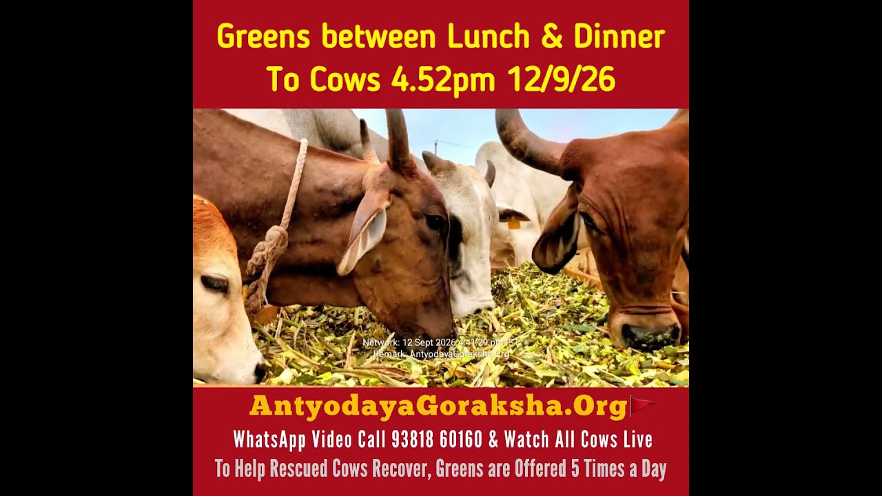 [12 Sep 2026] Green Grass Snack for Cows in Evening before Dinner