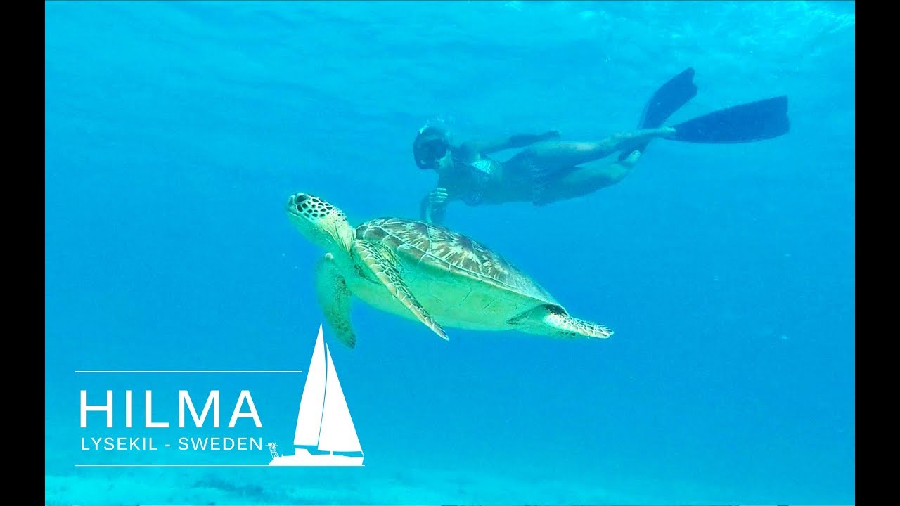 Hilma Sailing, snorkeling with turtles in the Grenadines and the beautiful Tobago Cays, Ep 15