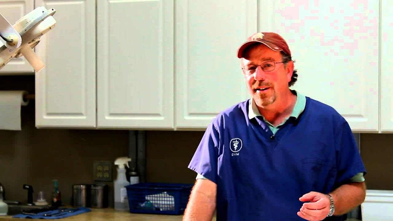 Tips from the Vet - Dehorning Goats