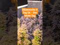 Whitethorn Rose x Margie's Magic + Jelly Donutz Blütewoche 8 Tag 56 - Last Day #shorts