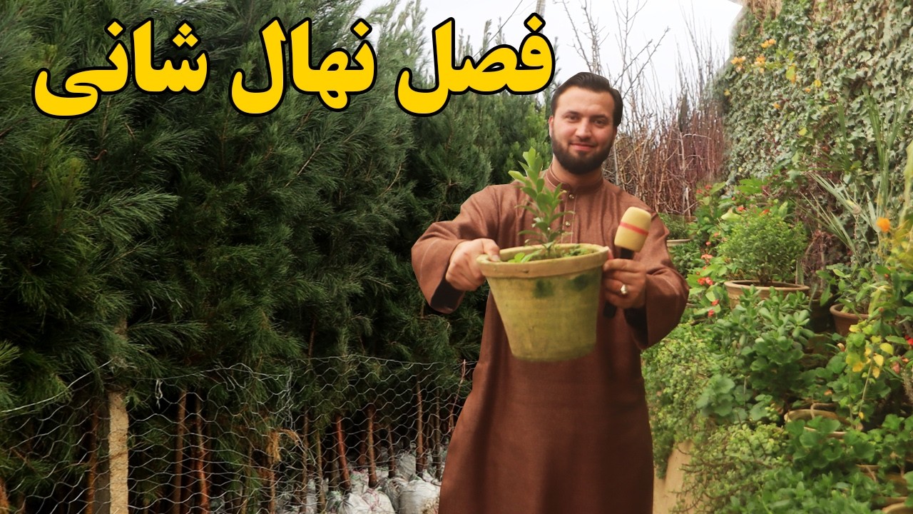 گزارش افغان مایک: فصل نهال شانی،قیمت نهال های ناجو،انار،سیب،پالونیا،شفتالو،بادام،زردآلو،گلafghan mic