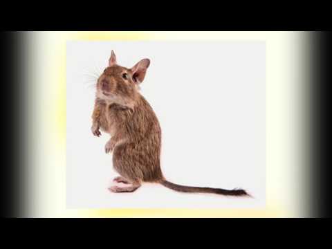 Imagine Degus were human sized.