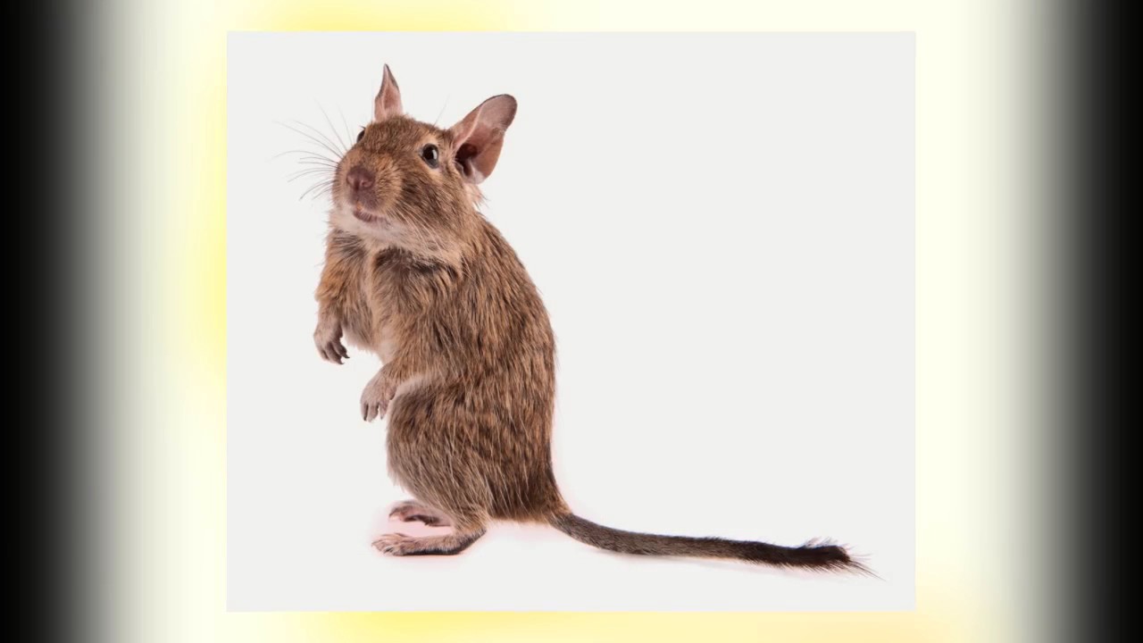 Top 10 Cutest Domestic Rodents YouTube