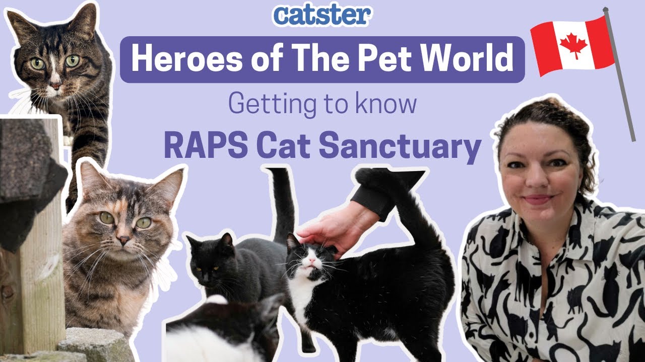 Forever Home for 500+ Unwanted Cats