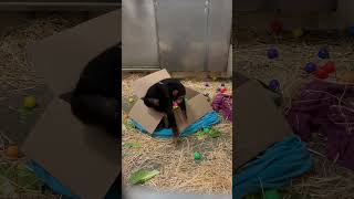 Chimpanzee Maisie vs. Ball Pit 🐒💚