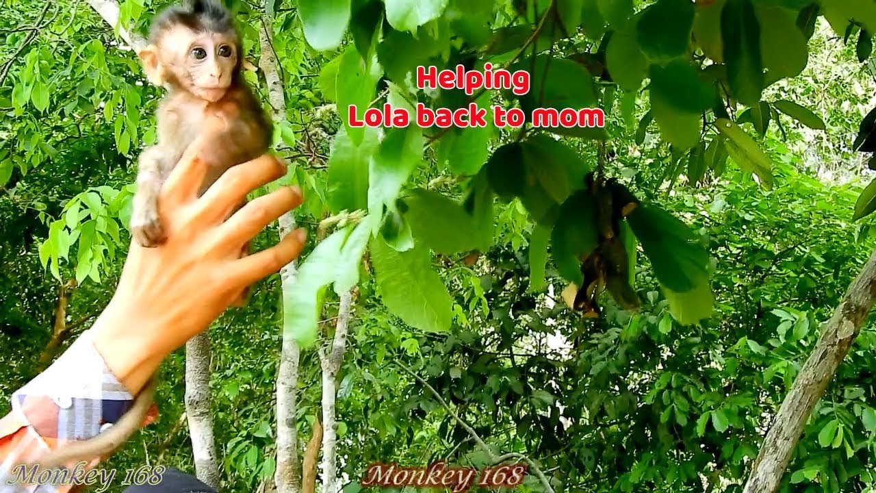 baby monkey crying for milk Pitiful baby Lola stuck on tree can't come down - Cameraman save bring Lola back to mom