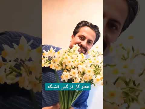 گل نر گس هدیه بگیرید قشنگ عطر زیبایی دارد نظر شما چیست نرم افزار گردشگری سایروس توریست 