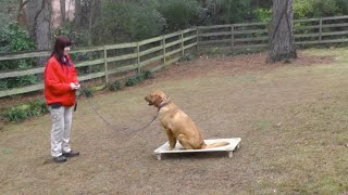 Dog Training, Boston, Labrador, Day 2: Recall, Place, Follow, Free