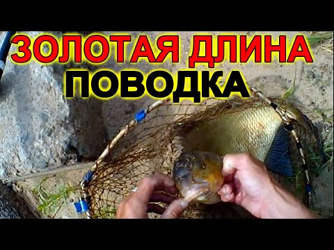 ЗОЛОТАЯ ДЛИНА ПОВОДКА ДЛЯ ЛОВЛИ ЛЕЩА на фидер