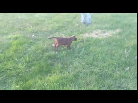 pointing-labrador-puppy