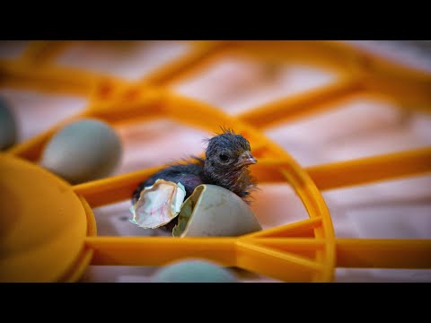 Hatching Quails: From Huge Mistake to Unexpected Miracle