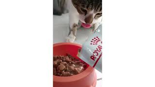 Review Cat Wet Food Royal Canin Sterilised for Neutered Adult Cat