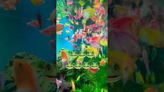 Khi Ngũ Sắc Cùng Nhau Hội Tụ When Multi-Colors Converge