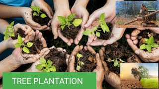 Save Tree Motivational Tree Plantation Motivation The Seed Importance Of Plantation Plants