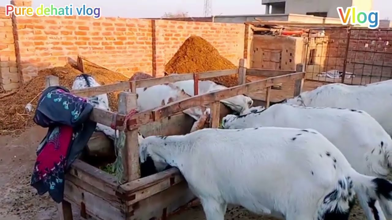 Bakriyon Ka Shed Sookha Rakhne Ka Tareeqa | Dry Goat Shed Method | Desi Vlog