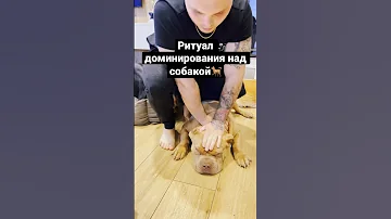 Ритуал доминирования над собакой!!! Как делать его правильно