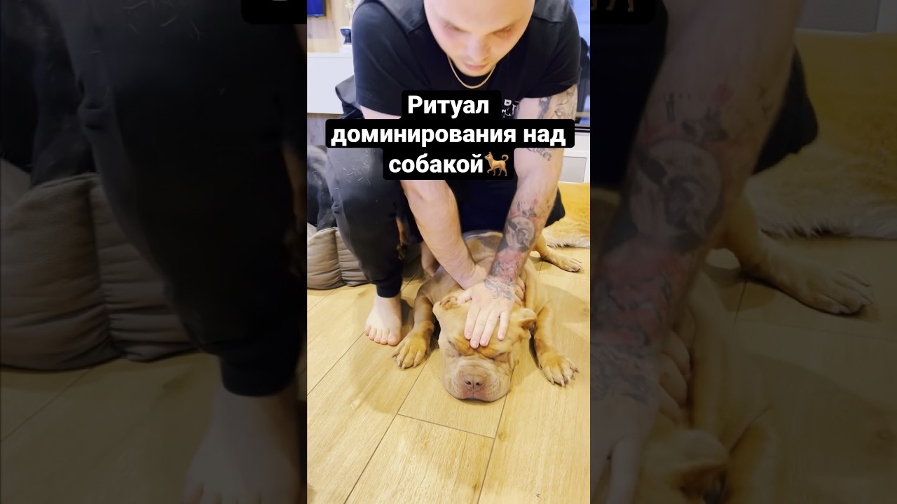 зачем разводить собак