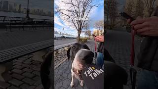 We met a gorgeous Great Dane named Reyka! #greatdane #dog