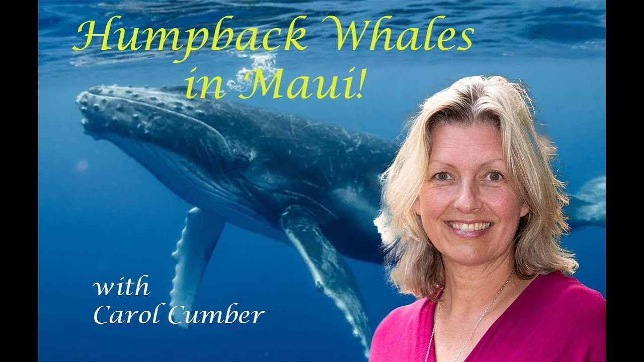 Song of the Humpback Whales, Enchanted Lands in Maui with Carol Cumber