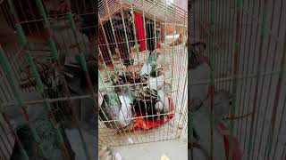 sabaj fantel kabutar | laka kabutar sabaj laka  bakarganj bajar me