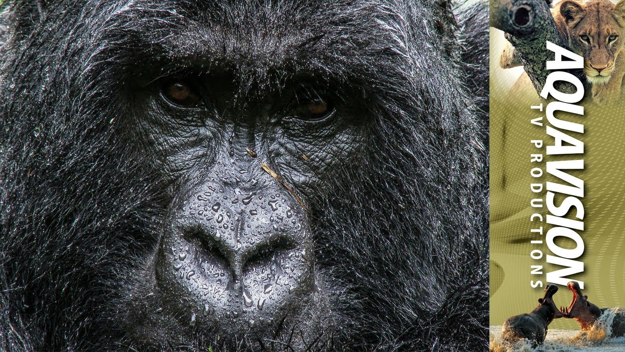 One Wet Male Gorilla | 4K UltraHD Stock Footage
