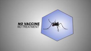 All Hands Update: Zika Virus