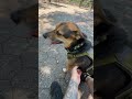 POV: the squad found me 🐶🔥 #nycdogs #puppy #fypシ #doggielife #doglove #puppysquad #goodpup #dogs