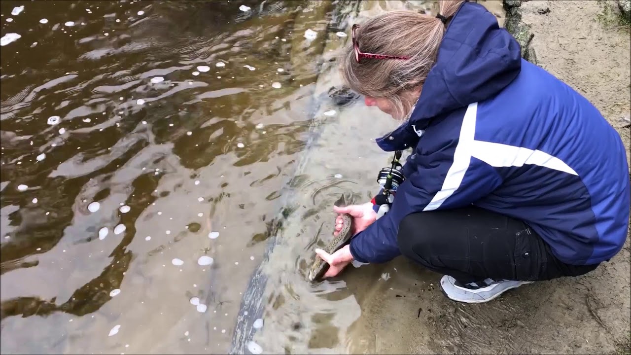 2020 Family Presumpscot River Watershed Brown Trout Fly Fishing YouTube