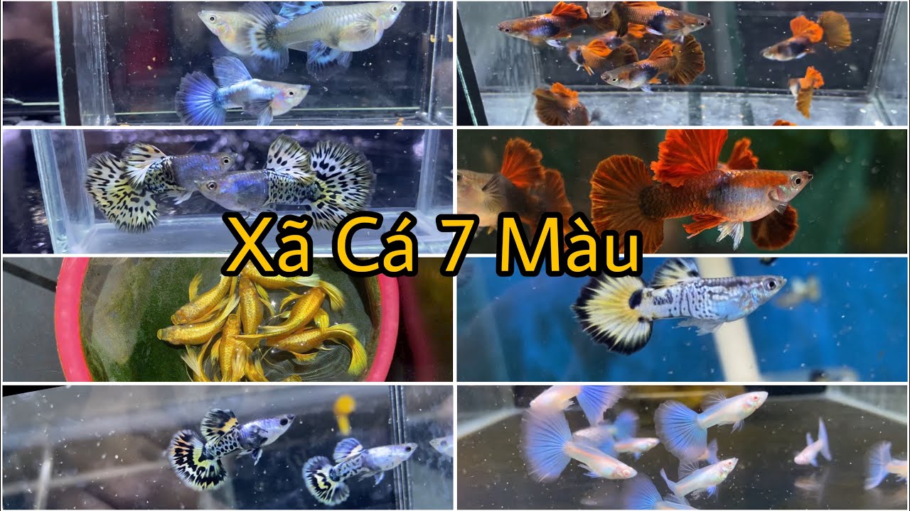 Xã Cá 7 Nàu Tuyển Giống Cuối Năm Giá Siêu Rẻ