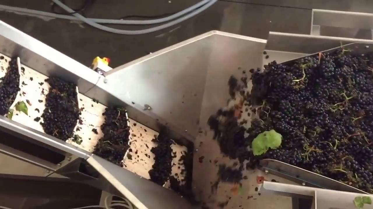 2016 Harvest - Lindsay's Vineyard Pinot Noir Sorting Video 1