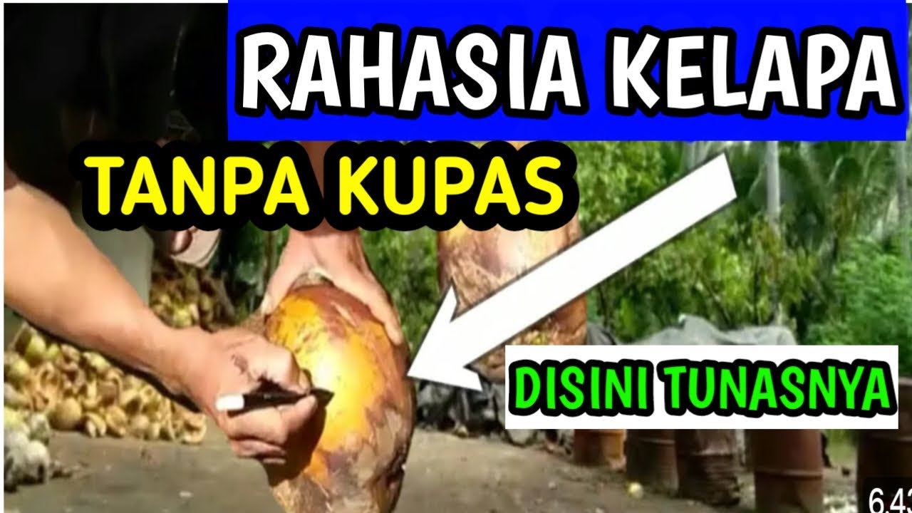 Cara Menentukan Mata Tunas Kelapa Tanpa Kupas Sabutnya