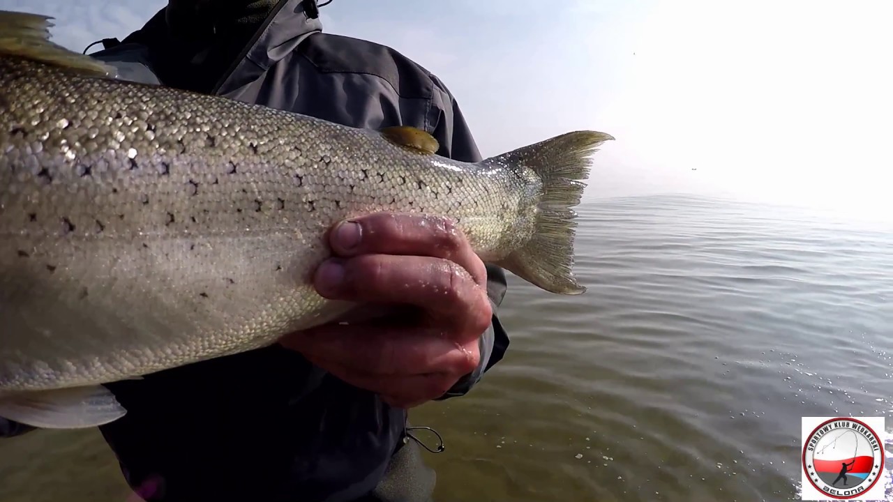 Rozewie Trocie, Flądra i Foka 02 04 2017