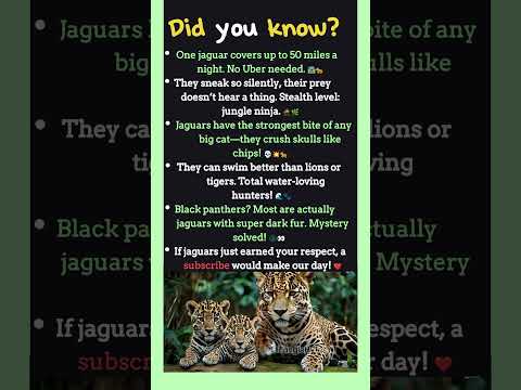 Mind-Blowing Jaguar Facts
