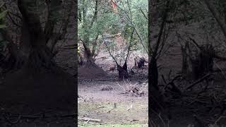 Deer 🦌 at the mermaid pond