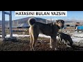 KUSURSUZ KÖPEK GÖRMEK İSTİYORSANIZ DOĞRU YERDESİNİZ