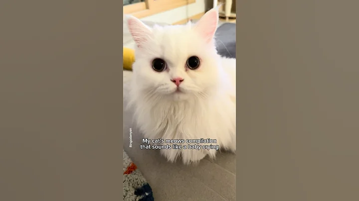 Video 11547351: compilation baby cats, funny cat