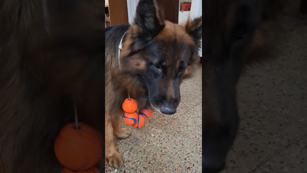 This German shepherd is a brand ambassador 😅😂🤗