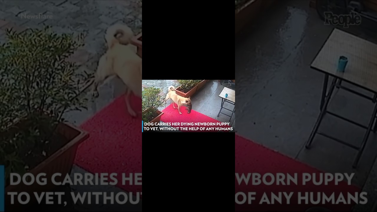 DOG CARRIES HER NEWBORN PUPPY TO THE VET, WITHOUT HELP OF ANY HUMANS
