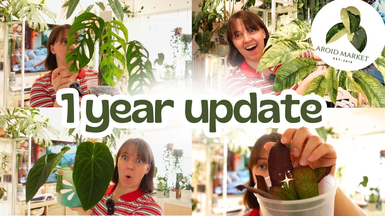 Как поживают мои импортные растения с рынка ароидных растений спустя год?