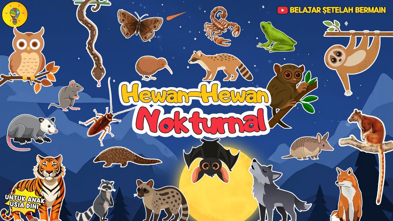 Mengenal Hewan - Hewan Nokturnal (Hewan yang Aktif di Malam Hari) || Untuk Anak Usia Dini