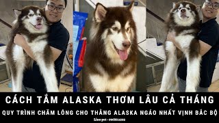 BÍ QUYẾT TẮM ALASKA THƠM LÂU CẢ THÁNG | how to ALASKA shower?