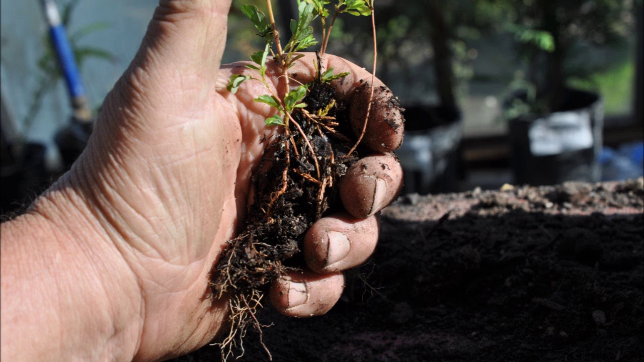 About Mimosa Trees are EZ to Grow