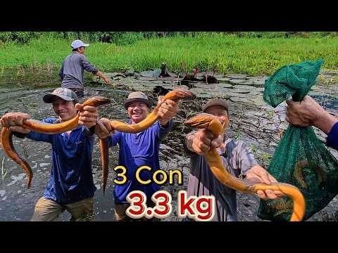 Thăm Lờ Nơi Đìa Bỏ Hoang - Dính Toàn Hàng Khủng Mồi Đồng Quê | Gấc Quê