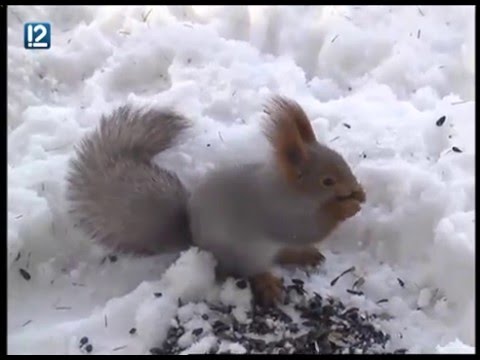 Омские белки подражают кошкам - YouTube
