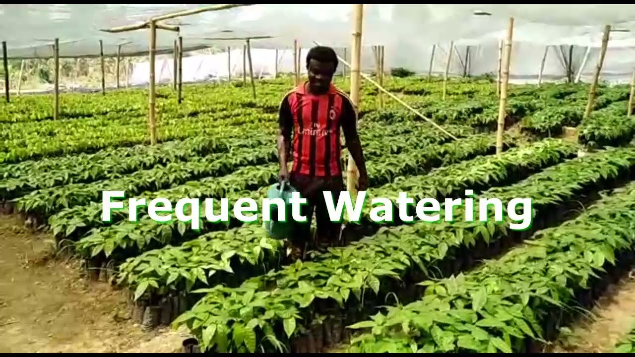 HOW TO PRODUCE ORGANIC COCOA SEEDLINGS